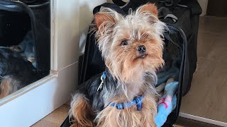 Yorkies Explore Lakefront Hotel Room: Exciting Room Adventures!