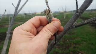 Первая обработка в ореховом саду.