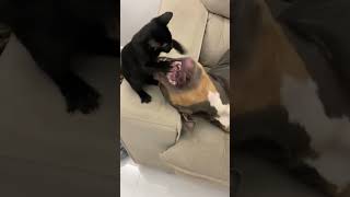 Funny Dogs 73