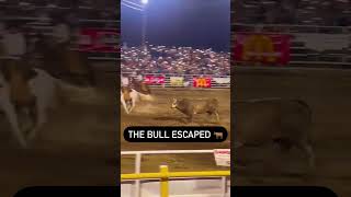 Bull Jumps the Fence at Rodeo | #bulls #bullriding #wildlife #rodeo