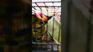 Parrot saying Mithu #mianmithu #parrot #alexandrineparakeet #cute