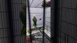 Speed of Parrot #alexandrineparakeet #parrot #parrotsplaying #speed #flying