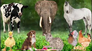 Discover Animal Sounds: Elephant, Duck, Horse, Cow, Chicken, Cat - Animal Sounds