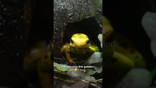 The Enigma of the Golden Poison Frog: Secrets of the Amazon's Deadly Beauty