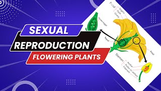 Sexual Reproduction in Flowering Plants | Class-12 | Part-1 | Chapter-2 | Day-24 | Biology | NCERT |