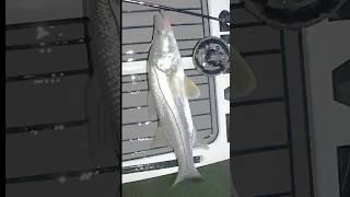 NICE SNOOK ON PADDLEBOARD WATCH WHOLE EPISODE!