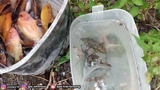 Mancing Ikan Tiger Barb Ikan hias Cantik Dari SUMATERA