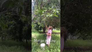 Philippine Mango Picking #adventure #mangoes #philippinemango #fruit #farm