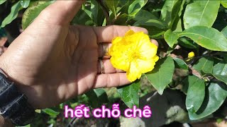 xem những mặt hoa để quyết định chơi lâu dài .mỗi loại có 1 vẻ đẹp riêng