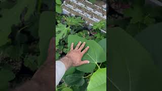 The effects of using JADAM JMS of young fig tree rotted from cutting three months ago.