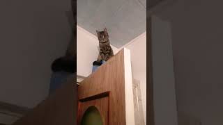 я обалдела от такого что увидела#смешно#популярное#funny#cat#подпишись