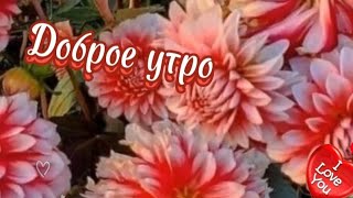 Доброе утро. Солнечного,мирного и уютного дня.