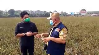 Wali Kota Bekasi chek Aliran Sungai diKelurahan Kranji.yg terhubung dngn aliran sungai cakung.part4