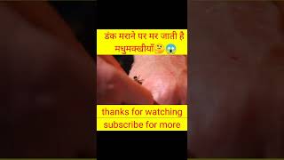 मधुमक्खी 🤔 डंक मारने के बाद मर क्यों मर जाती है 😱🤔🔥#shorts #amazing_facts #bee #ytshorts