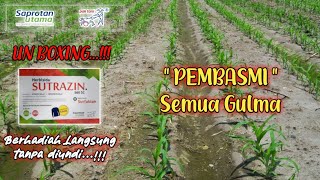 HERBISIDA selektif untuk JAGUNG (new produk)