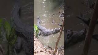 Buaya tembaga tengah bosan pkp, pkp tambah lagi || Saltwater crocodile bored during mco ||