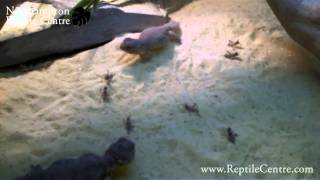 Baby Uromastyx Eating Small Locusts Hoppers