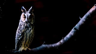 Beat Meditation Relaxation Owl And Nature Sounds