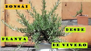 COMO HACER UN BONSAI DESDE PLANTA DE VIVERO (BONSÁI DE ROMERO).