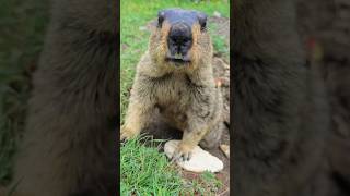 So Adorable Himalayan Marmot#cutemarmot #cuteanimals #marmot #marmota #wildlife #animals