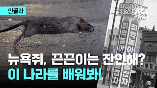 '뉴욕 쥐' 끈끈이는 잔인? 'K-쥐잡기' 수출 시급