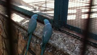 Pair of parrots South Africans