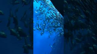 #yourhelpfulwendy Dubai Aquarium #mustdotravels #shorts ⬇️