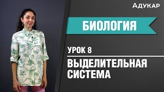 Выделительная система человека| Биология ЦТ, ЕГЭ