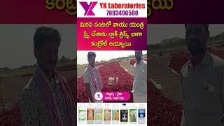 #Vaayuu #Yantra మిరప పంటలో వాయు యంత్ర స్ప్రే చేశాను బ్లాక్ త్రిప్స్ బాగా కంట్రోల్ అయ్యాయి | YK Lab