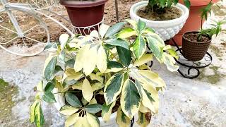 Shafflera 🍀☘️ Umbrella plant 🍀☘️ most cute variegated ornamental plant 🍀😊☘️