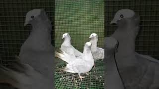 silver muski pigeon Indian fancy Pigeon/mulivikal mulithivu