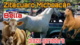 ZITACUARO MICHOACAN Y SU BELLA PLAZA GANADERA