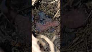 TWO WEEKS OLD MISTY BLUE PERSO X SF PIED PERSO #birds #lovebirds