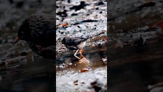 Bird Bathing ASMR🐦🐦❤️||#shorts