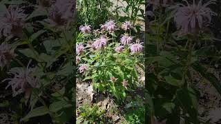 Thriving Pink Native Flowers! #funfactfriday