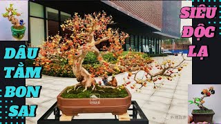 Dàn "người đẹp" bonsai dâu tằm trĩu quả khiến người xem  mê mẩn