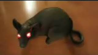 halloween animated rat with blinking eyes got it form At Home store