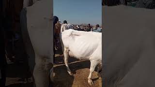 Nukri cow with cute baby#livestockpakistan #viral #shorts #trending #2024 #nukra #cow