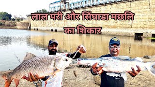 जादुई चारे पे धमाका सिंगारा और रोहु मछलि का शिकार,6kg big rohu, singhara feeder popup fishing🎣