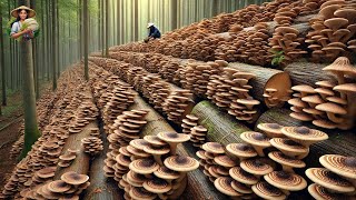 Como Os Agricultores Japoneses Colhem Milhões De Cogumelos Shiitake Na Floresta