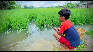 Fishing in Rainy Season Water ~ Little Boy Catching Koi Fish With a Hook in Village Rice Field