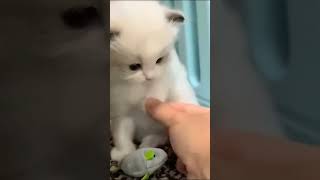 Do you love kittens ?? #shorts #viral #kitten #cat #satisfying