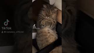 Sleepy baby cat#cute#sleep#baby#cute #cat#funny#love#tranding#kitten#tiktok #fyp#foryou #fypシ゚viral