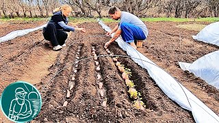 🍠 Выращивание батата без рассады 🌱 Посадка батата клубнями в парник 🔍 Эксперимент