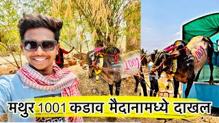 मथुर  1001 कडाव मैदानामध्ये दाखल 🔱😍 || आज बिनजोड गाजवणार 🔥