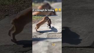 Angry 😡 cats fall in river during fight 👀😋😂, it's enough for today 😀  #cat #catvideos #shorts #viral