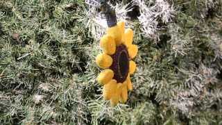 Small Sunflower glass Christmas ornament