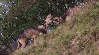 Rutting and fighting - Fallow deer / Bramiti e cornate - Daini (Dama dama)