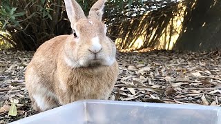 Chubby rabbit interested in humans