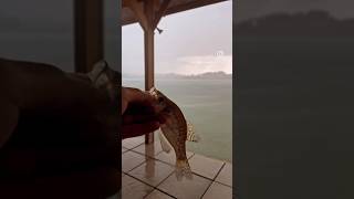 Catching fish during a storm in Kansas #fishing #kansas #adventure